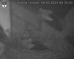 Capi_Dubne_20250504_043503.jpg