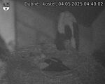 Capi_Dubne_20250504_044002.jpg
