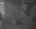 Capi_Dubne_20250504_044502.jpg