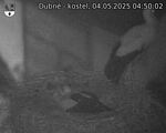 Capi_Dubne_20250504_045002.jpg