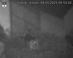 Capi_Dubne_20250504_045502.jpg