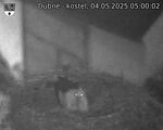 Capi_Dubne_20250504_050002.jpg