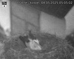 Capi_Dubne_20250504_050502.jpg