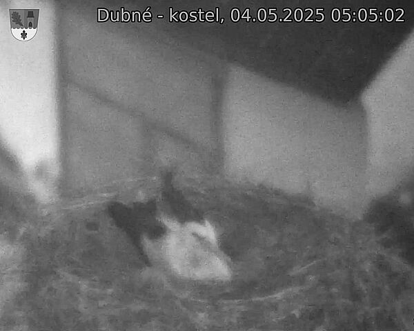 Capi_Dubne_20250504_050502.jpg (1350 x 1080)