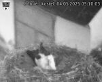 Capi_Dubne_20250504_051003.jpg