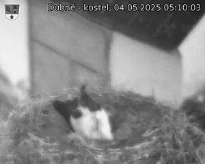 Capi_Dubne_20250504_051003.jpg (1350 x 1080)