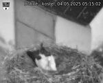Capi_Dubne_20250504_051502.jpg