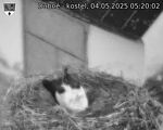 Capi_Dubne_20250504_052002.jpg