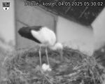 Capi_Dubne_20250504_053002.jpg