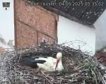 Capi_Dubne_20250504_053502.jpg