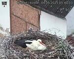 Capi_Dubne_20250504_054003.jpg