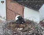 Capi_Dubne_20250504_054502.jpg