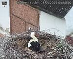 Capi_Dubne_20250504_055002.jpg
