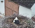 Capi_Dubne_20250504_055504.jpg