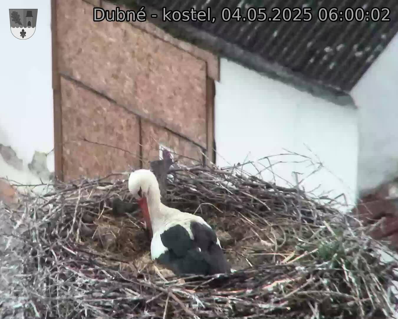 Capi_Dubne_20250504_060002.jpg (1350 x 1080)