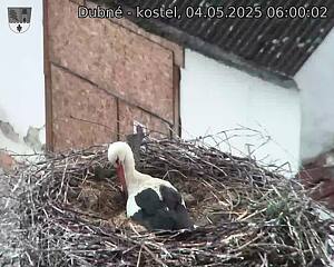 Capi_Dubne_20250504_060002.jpg (1350 x 1080)