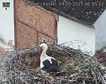 Capi_Dubne_20250504_060502.jpg