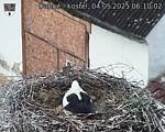 Capi_Dubne_20250504_061003.jpg