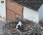Capi_Dubne_20250504_061502.jpg