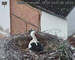 Capi_Dubne_20250504_062002.jpg