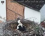 Capi_Dubne_20250504_062504.jpg