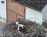 Capi_Dubne_20250504_063002.jpg
