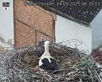 Capi_Dubne_20250504_063503.jpg