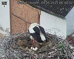 Capi_Dubne_20250504_064002.jpg