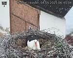 Capi_Dubne_20250504_064504.jpg