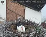 Capi_Dubne_20250504_065003.jpg