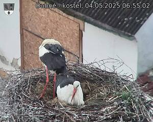 Capi_Dubne_20250504_065502.jpg (1350 x 1080)