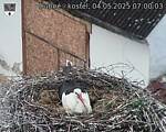 Capi_Dubne_20250504_070004.jpg