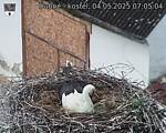 Capi_Dubne_20250504_070504.jpg