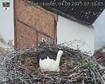 Capi_Dubne_20250504_071003.jpg