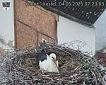 Capi_Dubne_20250504_072003.jpg