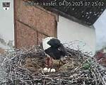 Capi_Dubne_20250504_072502.jpg