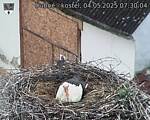 Capi_Dubne_20250504_073004.jpg