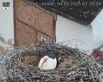 Capi_Dubne_20250504_073504.jpg