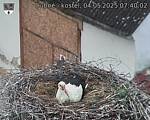 Capi_Dubne_20250504_074002.jpg