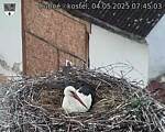 Capi_Dubne_20250504_074503.jpg