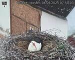 Capi_Dubne_20250504_075003.jpg