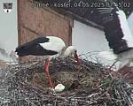 Capi_Dubne_20250504_075502.jpg