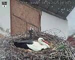 Capi_Dubne_20250504_080003.jpg