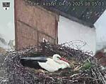 Capi_Dubne_20250504_080503.jpg