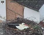 Capi_Dubne_20250504_081002.jpg