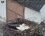 Capi_Dubne_20250504_081503.jpg
