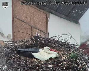 Capi_Dubne_20250504_081503.jpg (1350 x 1080)