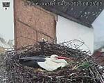 Capi_Dubne_20250504_082503.jpg