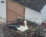 Capi_Dubne_20250504_083002.jpg