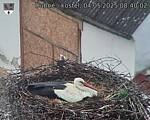 Capi_Dubne_20250504_084002.jpg